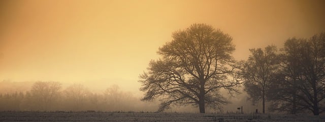 Free download sunset field trees forest evening free picture to be edited with GIMP free online image editor