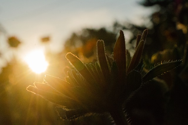 Free download sunset flower garden summer nature free picture to be edited with GIMP free online image editor