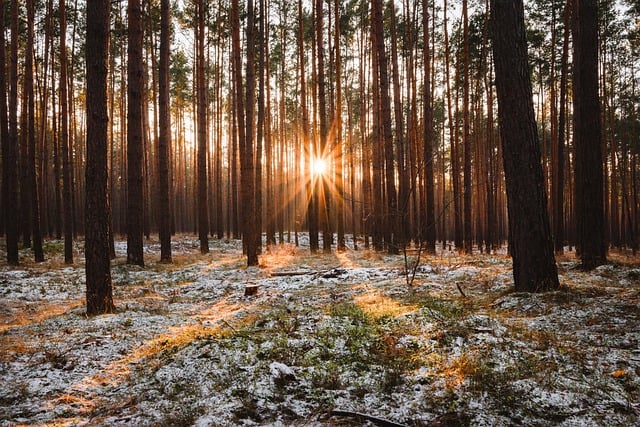 Free download sunset forest woods natural reserve free picture to be edited with GIMP free online image editor