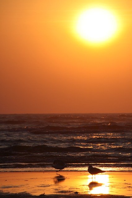 ดาวน์โหลดฟรี Sunset Gulls Beach - ภาพถ่ายหรือรูปภาพฟรีที่จะแก้ไขด้วยโปรแกรมแก้ไขรูปภาพออนไลน์ GIMP