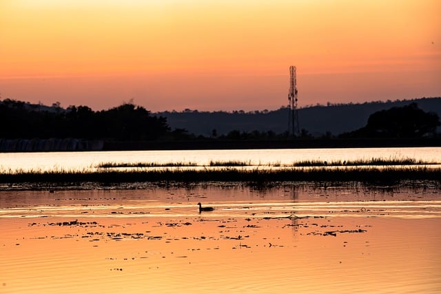 Free download sunset lake swan golden sun free picture to be edited with GIMP free online image editor