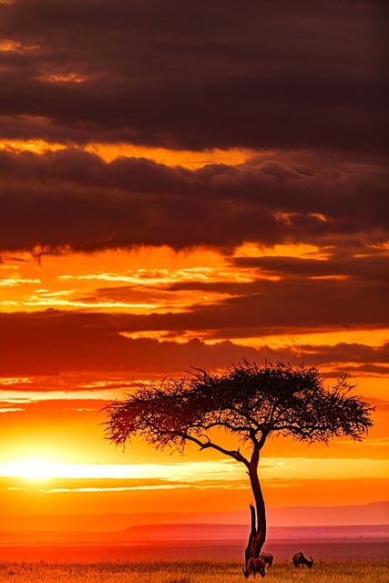 Free download sunset magical wild animals free picture to be edited with GIMP free online image editor