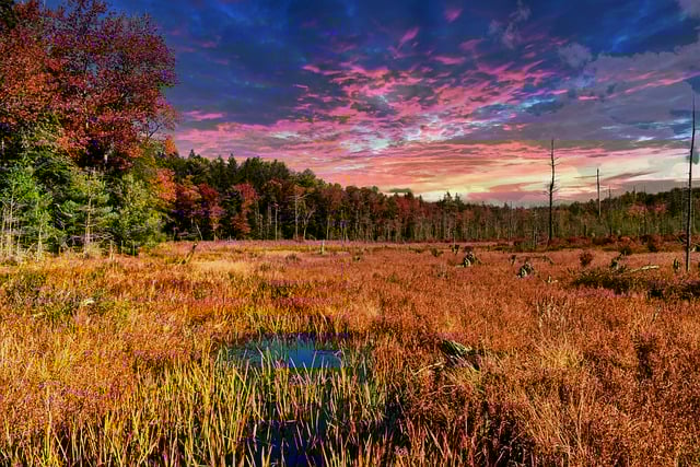 Free download sunset marsh forest clouds trees free picture to be edited with GIMP free online image editor