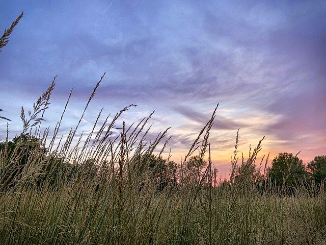 Download gratuito Sunset Meadow Grass: foto o immagine gratuita da modificare con l'editor di immagini online GIMP