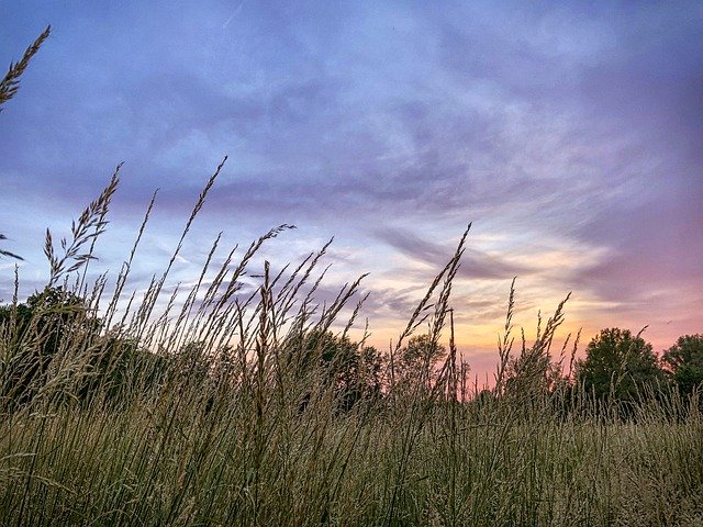 Kostenloser Download Sunset Meadow Grass - kostenloses Foto oder Bild zur Bearbeitung mit GIMP Online-Bildbearbeitung