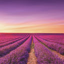 Sunset over Lavender Fields  screen for extension Chrome web store in OffiDocs Chromium
