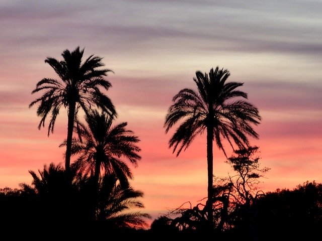 Скачать бесплатно Тропическая пальма на закате - бесплатную фотографию или картинку для редактирования с помощью онлайн-редактора изображений GIMP