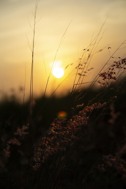 Free download sunset pm forest grass tree free picture to be edited with GIMP free online image editor