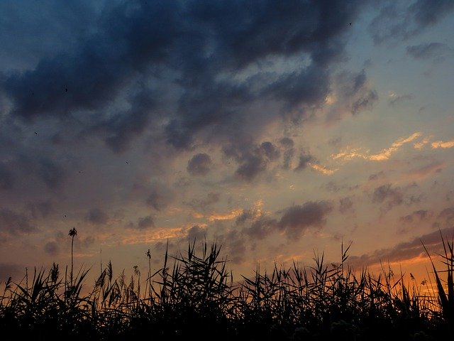 Free picture Sunset Reed Sky -  to be edited by GIMP free image editor by OffiDocs