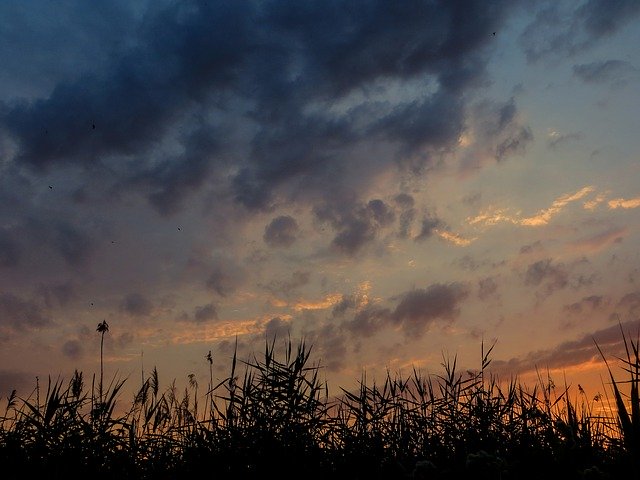 Téléchargement gratuit de Sunset Reed Sky - photo ou image gratuite à modifier avec l'éditeur d'images en ligne GIMP