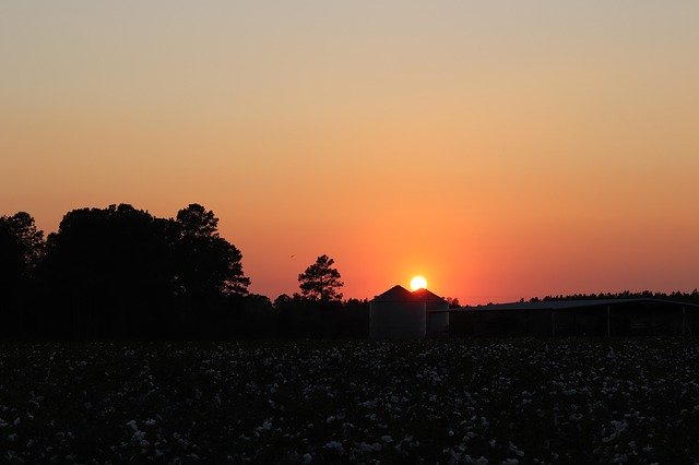 Безкоштовно завантажте Sunset Sky Cotton Field — безкоштовну фотографію чи зображення для редагування за допомогою онлайн-редактора зображень GIMP