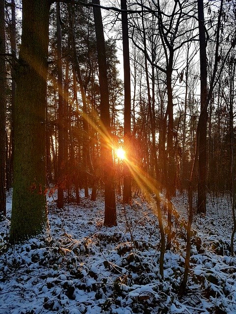 Free download Sunset Sun Forest -  free photo or picture to be edited with GIMP online image editor