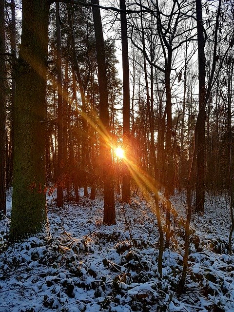 Descărcare gratuită Sunset Sun Forest - fotografie sau imagine gratuită pentru a fi editată cu editorul de imagini online GIMP