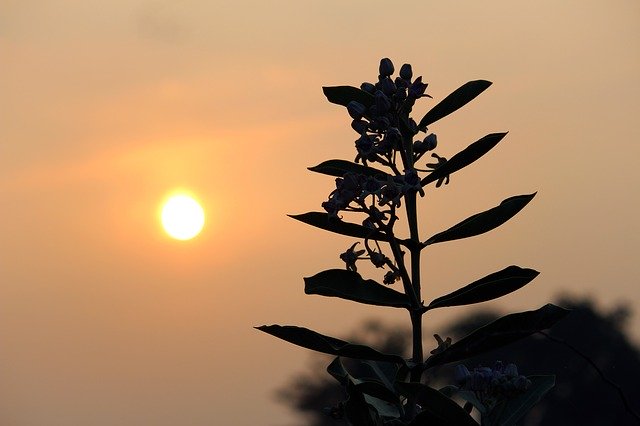 Gratis download Sunset Sunrise Plant - gratis foto of afbeelding om te bewerken met GIMP online afbeeldingseditor