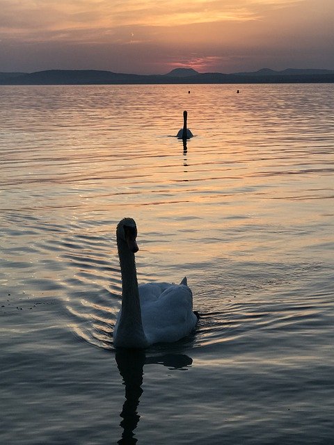 Unduh gratis Sunset Swan Nature Lake - foto atau gambar gratis untuk diedit dengan editor gambar online GIMP
