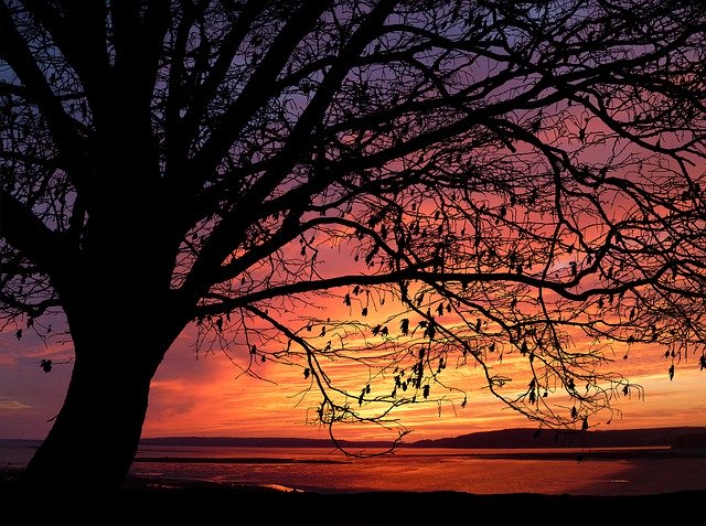 Free download Sunset Tree Landscape -  free illustration to be edited with GIMP free online image editor