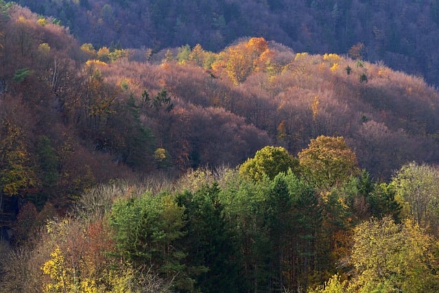 Descarga gratuita de la imagen gratuita del otoño del bosque de los árboles del atardecer para editar con el editor de imágenes en línea gratuito GIMP