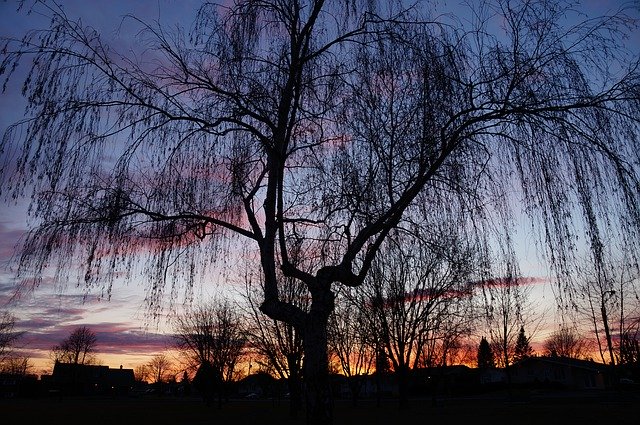 Free download Sunset Tree Silhouette -  free photo or picture to be edited with GIMP online image editor