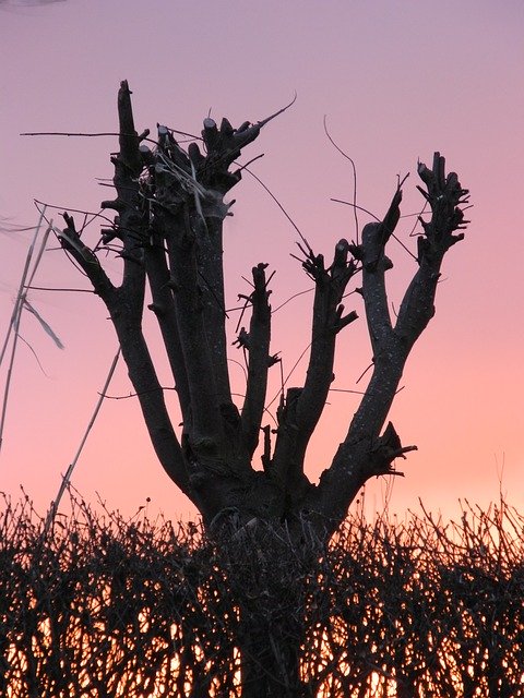 Unduh gratis Sunset Tree Sky - foto atau gambar gratis untuk diedit dengan editor gambar online GIMP