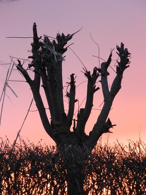 Tải xuống miễn phí Sunset Tree Sky - ảnh hoặc hình ảnh miễn phí được chỉnh sửa bằng trình chỉnh sửa hình ảnh trực tuyến GIMP