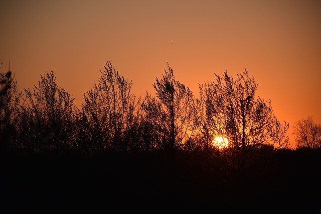 Bezpłatne pobieranie Drzewo Sunset Trees - darmowe zdjęcie lub obraz do edycji za pomocą internetowego edytora obrazów GIMP