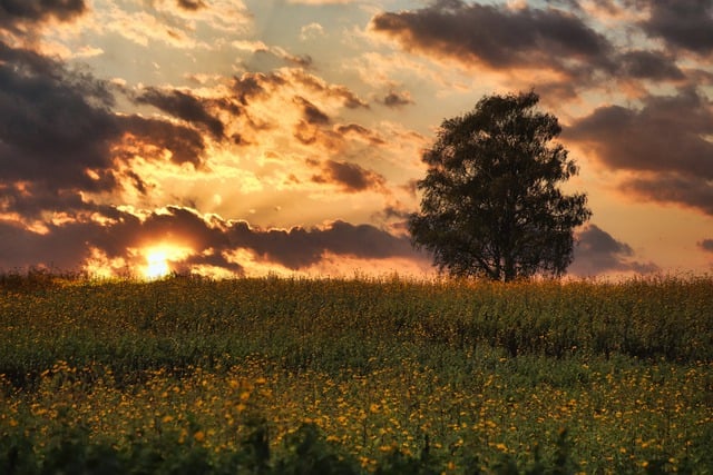 Free download sunset tree sunrise heaven clouds free picture to be edited with GIMP free online image editor