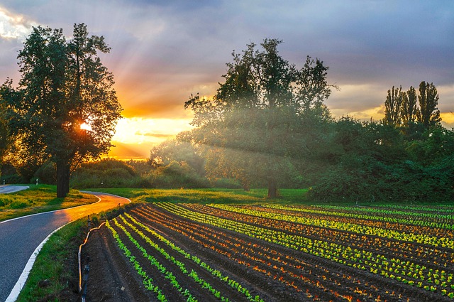 Free download sunset vegetable garden farm free picture to be edited with GIMP free online image editor