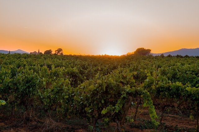 무료 다운로드 Sunset Vineyard Vine - 무료 사진 또는 김프 온라인 이미지 편집기로 편집할 수 있는 사진