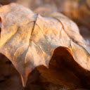 sunshine and falling dry leaves  screen for extension Chrome web store in OffiDocs Chromium