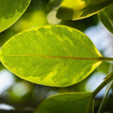 sunshine and leaves  screen for extension Chrome web store in OffiDocs Chromium