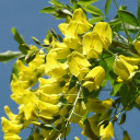 Sunshine and yellowflowers  screen for extension Chrome web store in OffiDocs Chromium