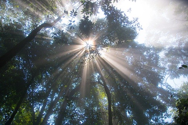 Free download Sunshine The Sun Tree -  free photo or picture to be edited with GIMP online image editor