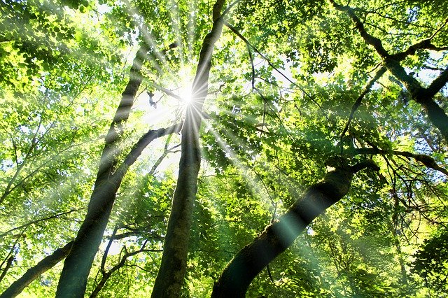 Kostenloser Download Sun Sunbeam Light - kostenloses kostenloses Foto oder Bild zur Bearbeitung mit GIMP Online-Bildbearbeitung