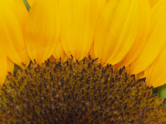 免费下载向日葵黄色 - 使用 GIMP 在线图像编辑器编辑的免费照片或图片