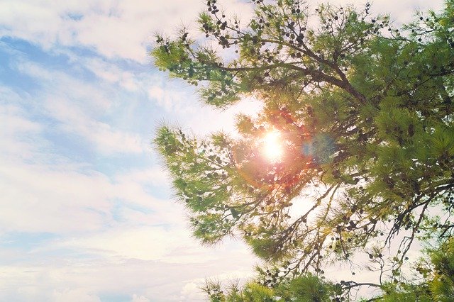 Descarga gratuita Sun Tree Nature: foto o imagen gratuita para editar con el editor de imágenes en línea GIMP