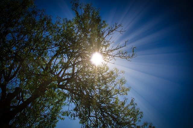 Free download Sun Trees Nature -  free photo or picture to be edited with GIMP online image editor