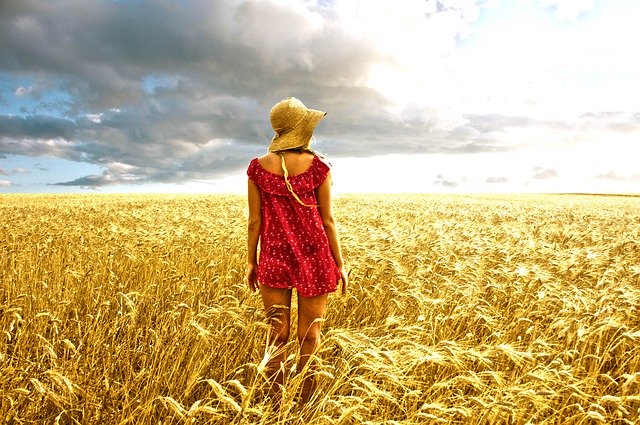 Free picture Sun Wheat -  to be edited by GIMP free image editor by OffiDocs