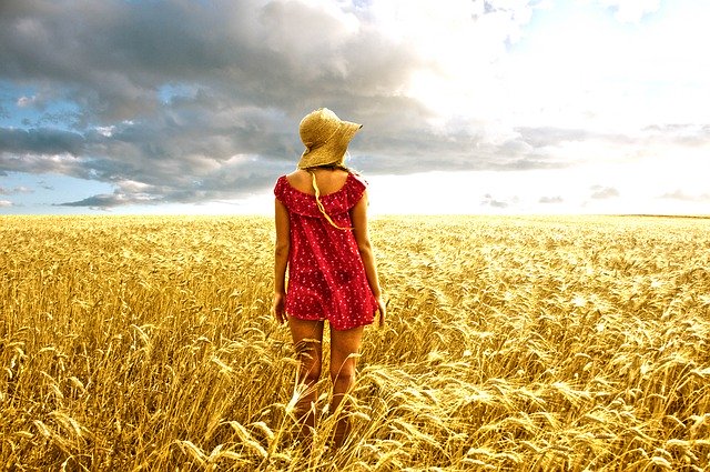 Free download Sun Wheat -  free photo or picture to be edited with GIMP online image editor