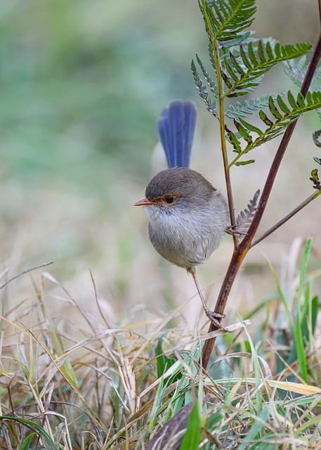 Free download superb fairywren fairywren bird free picture to be edited with GIMP free online image editor