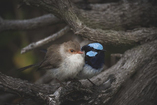 Free download superb fairywrens birds animal free picture to be edited with GIMP free online image editor