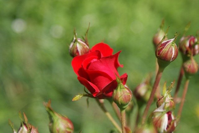 Скачать бесплатно Supplies Flower Freshman - бесплатное фото или изображение для редактирования с помощью онлайн-редактора изображений GIMP