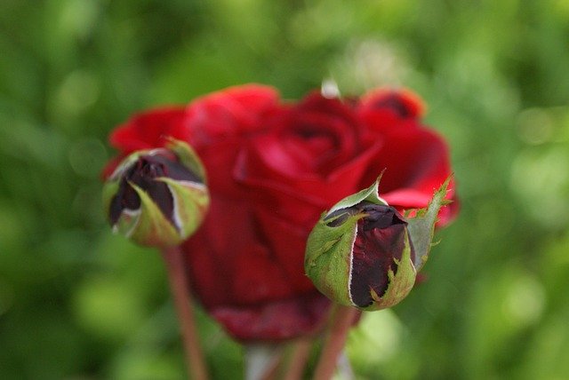 Kostenloser Download Supplies Flowers Roses - kostenloses Foto oder Bild zur Bearbeitung mit GIMP Online-Bildbearbeitung