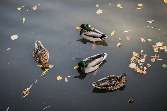 Template Photo Surface Ducks Water -  for OffiDocs