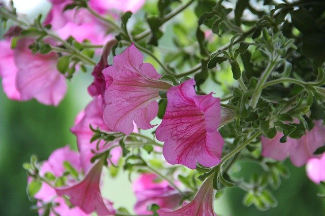 무료 다운로드 Surfinia Flower Garden - 무료 사진 또는 GIMP 온라인 이미지 편집기로 편집할 수 있는 사진