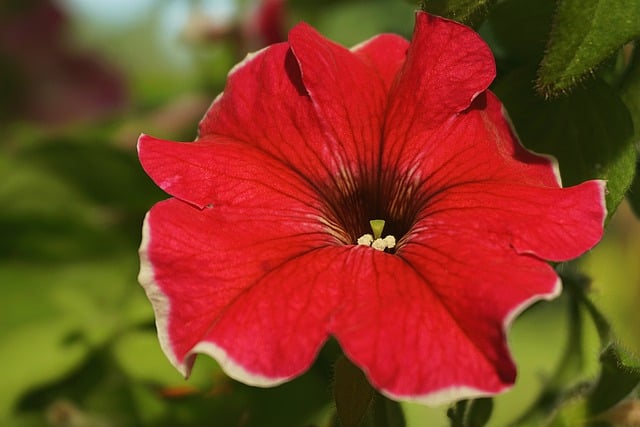 Free download surfinia ornamental plant the cup free picture to be edited with GIMP free online image editor