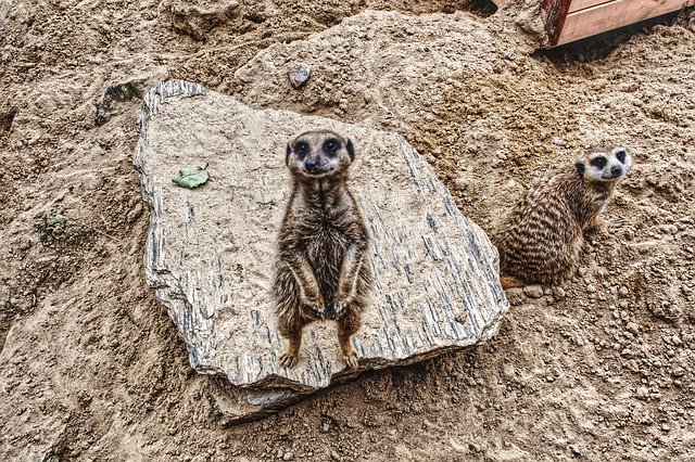 Muat turun percuma Surykatka Animal Mammal - foto atau gambar percuma untuk diedit dengan editor imej dalam talian GIMP