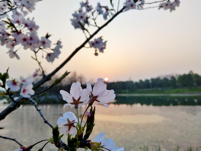 ดาวน์โหลดฟรี Suzhou Flower - ภาพถ่ายหรือรูปภาพฟรีที่จะแก้ไขด้วยโปรแกรมแก้ไขรูปภาพออนไลน์ GIMP