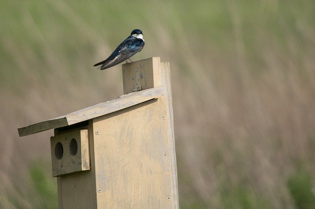دانلود رایگان قالب عکس رایگان Swallow Bird Animal برای ویرایش با ویرایشگر تصویر آنلاین GIMP