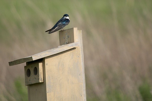 Descărcare gratuită șablon foto gratuit Swallow Bird Animal pentru a fi editat cu editorul de imagini online GIMP