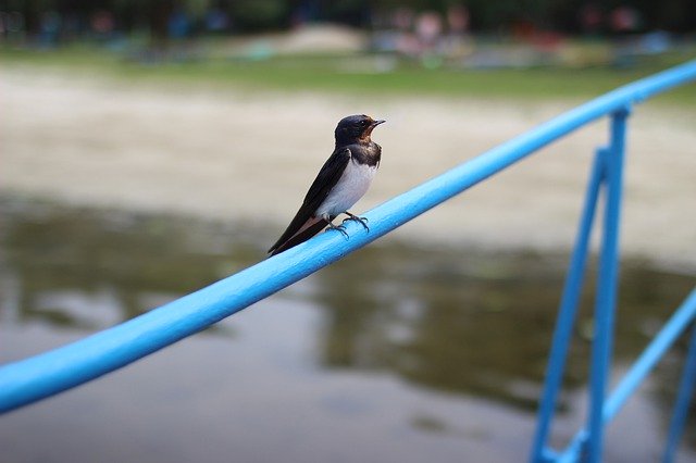 Free download Swallow Bird Birds -  free photo or picture to be edited with GIMP online image editor